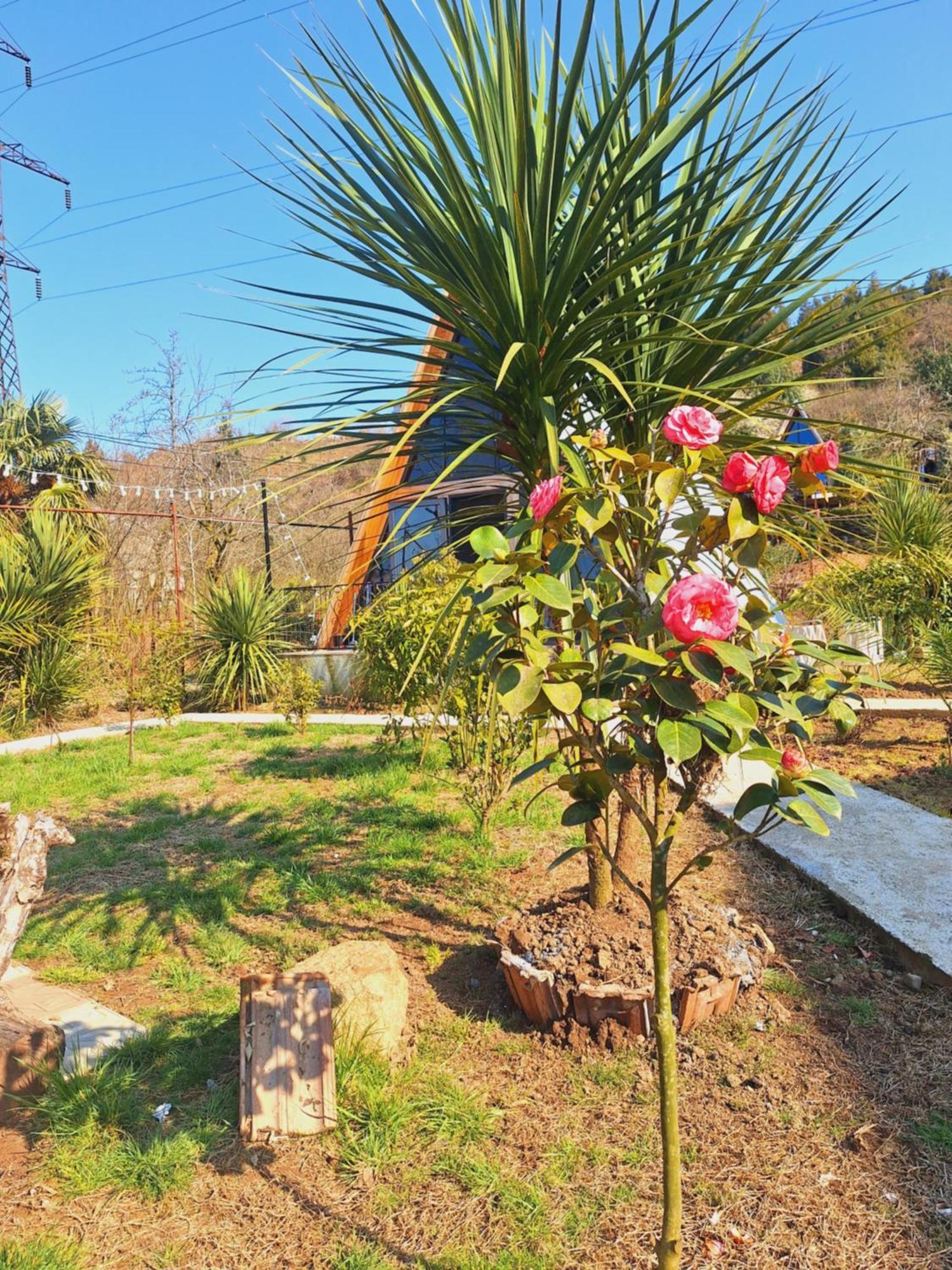 Paradise Cottage Ts'ikhisdziri Dış mekan fotoğraf